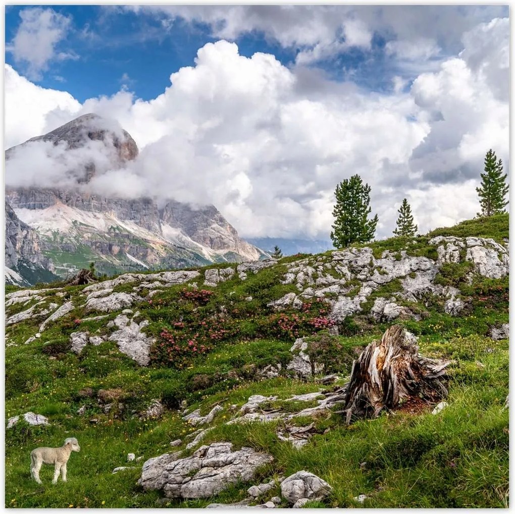 Poszterek 70x70 Bárány a hegyekben Kilátás