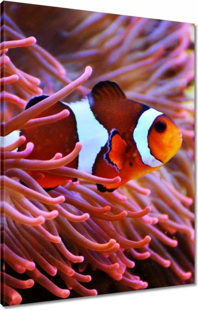 Vászonkép 60x80 Sügér bohóc a zátonyon