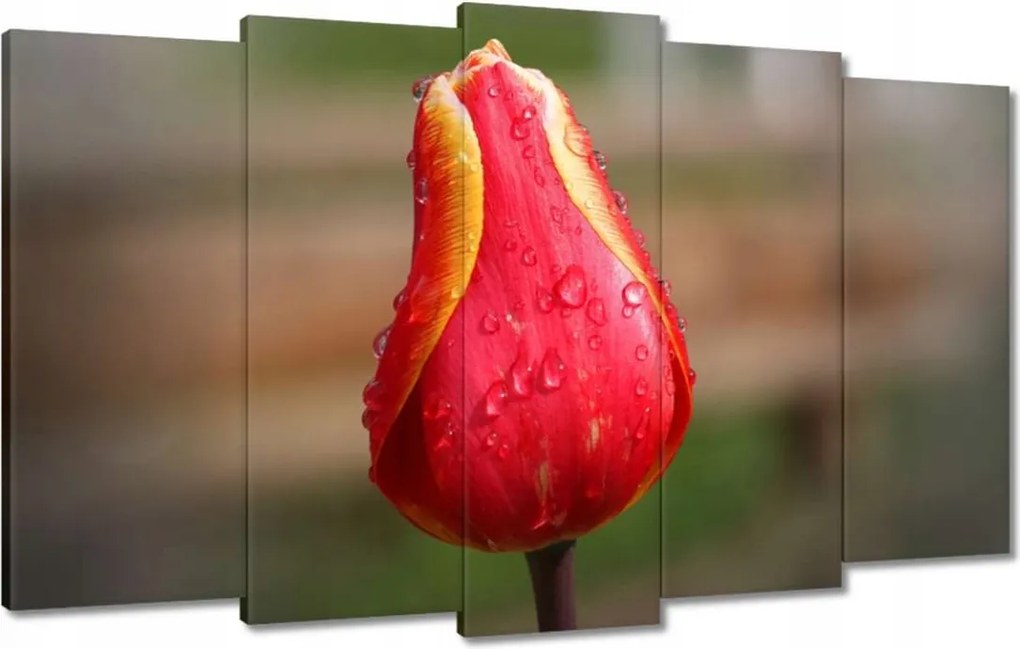 Vászonkép 100x60 Piros-sárga tulipán