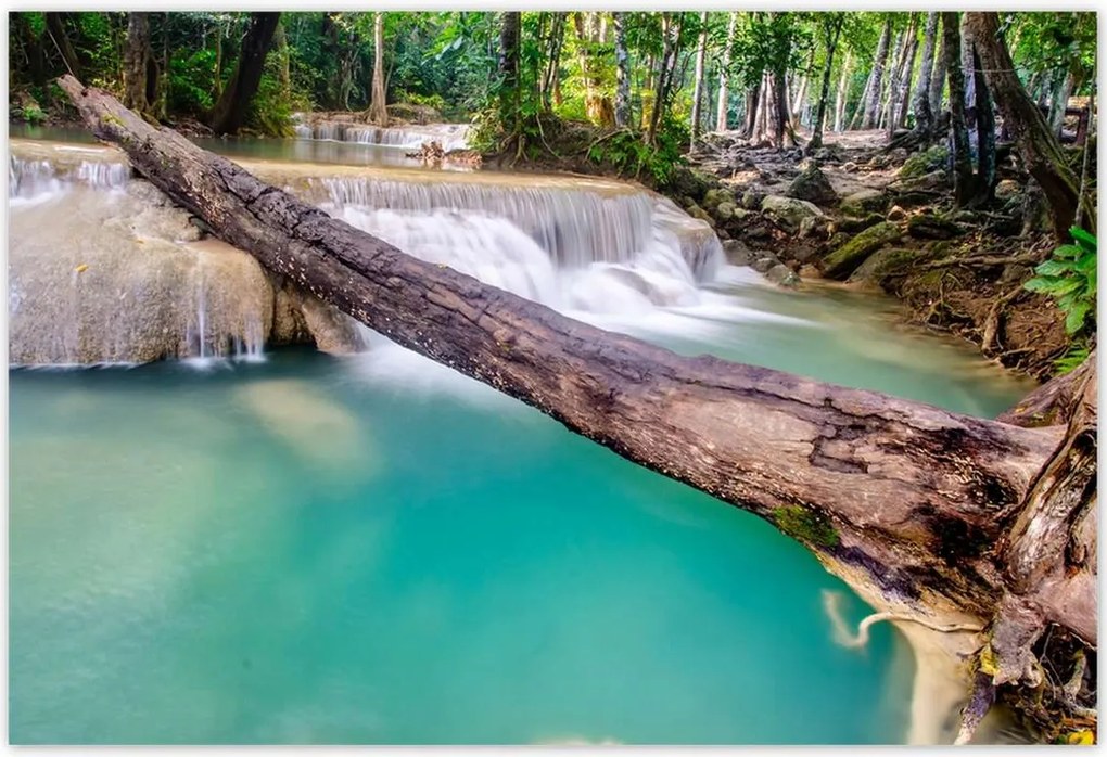 Poszterek 155x105 Kidőlt fa