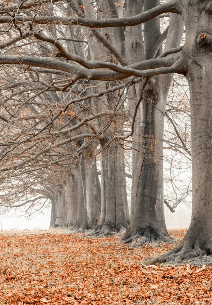 Poszter 68x98cm Fák egy sorban narancssárga levelek, Assaf Frank