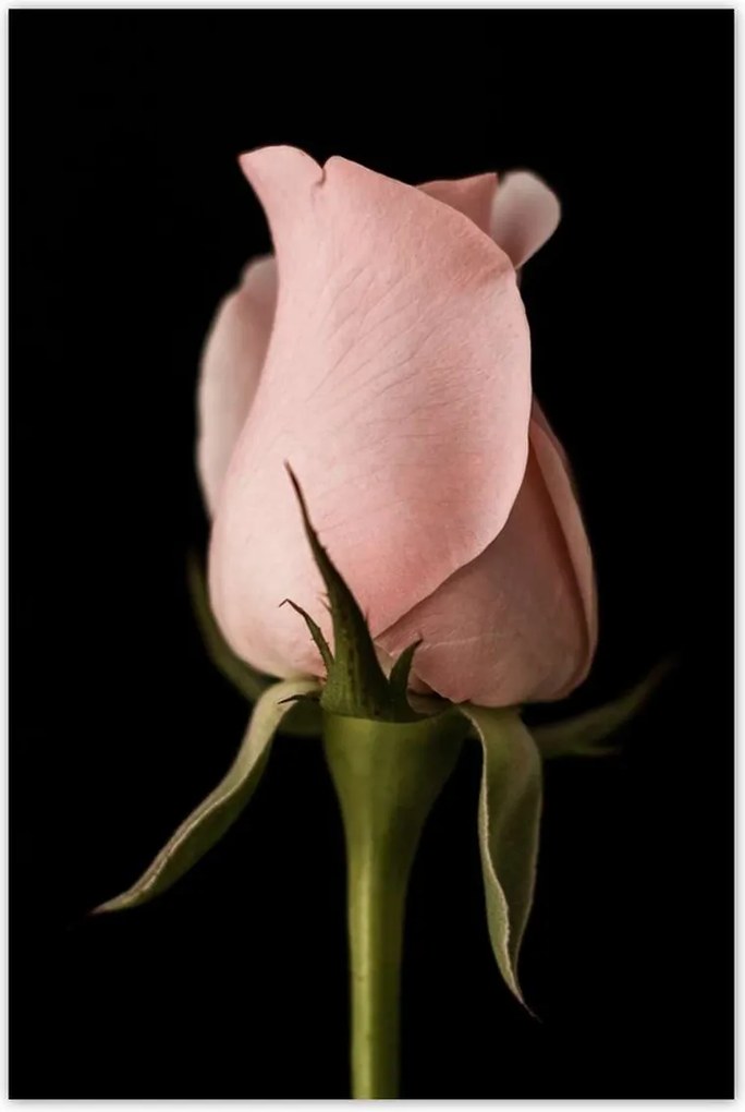 Poszter 60x90 Púderrózsaszín rózsa Virág