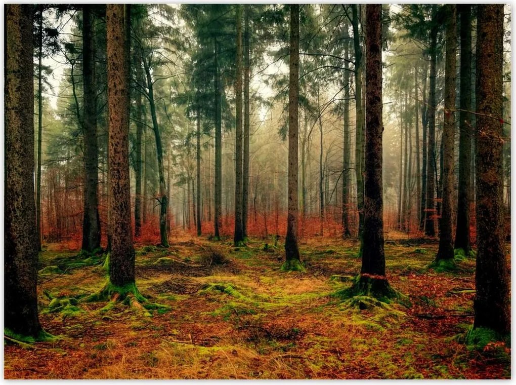 Poszterek 135x100 Erdő Tájkép