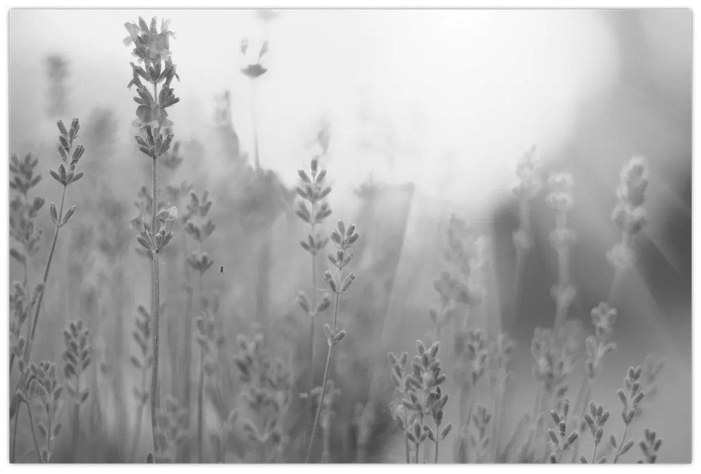 Kép - Levendula (90x60 cm)