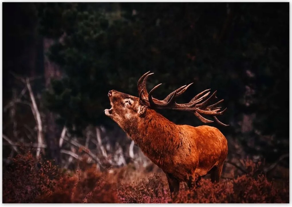 Poszterek 100x70 Szarvas az erdőben