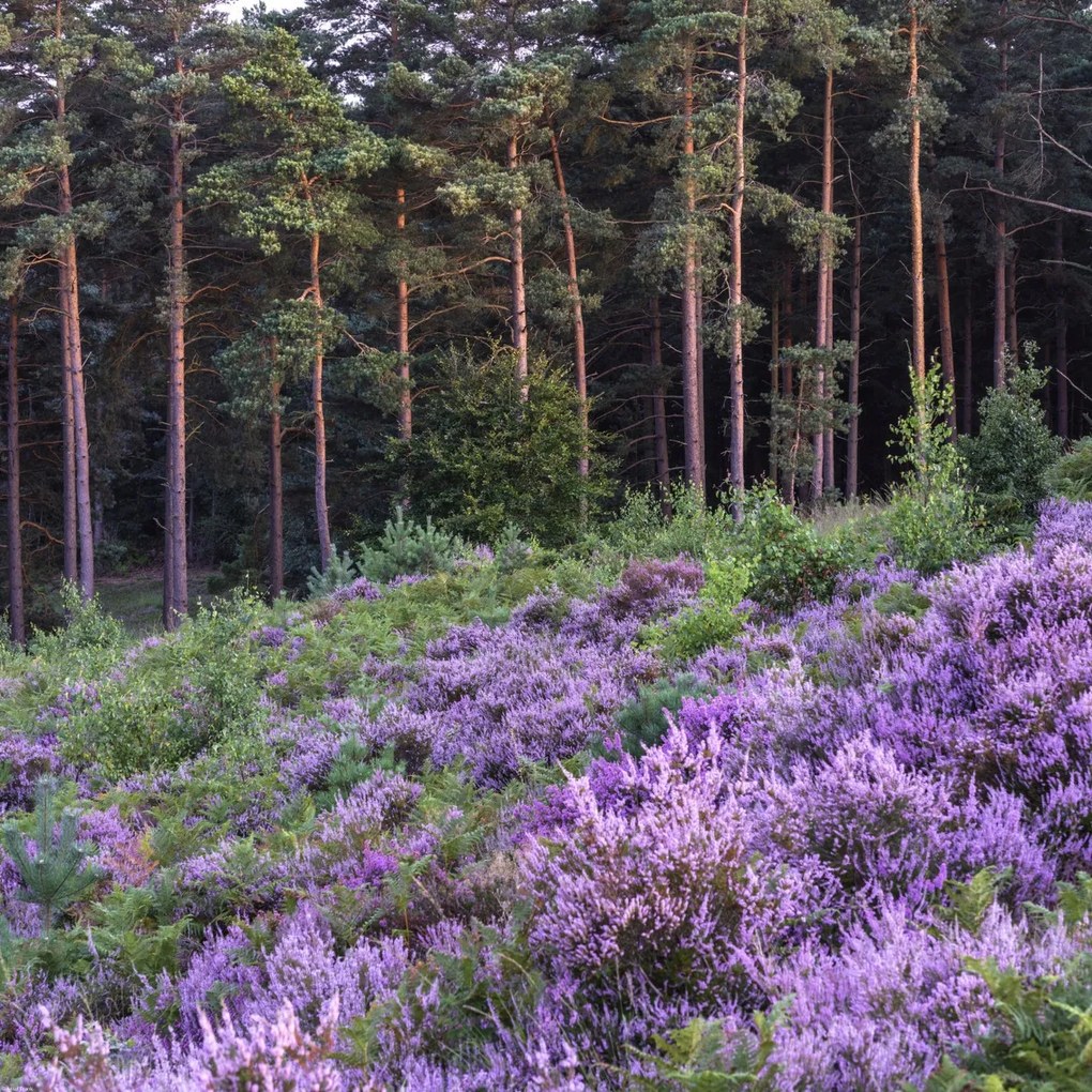 Poszter 60x60cm Hanga és fenyő, Assaf Frank