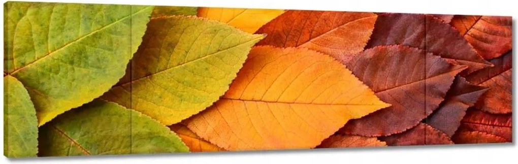 Vászonkép 170x50 Őszi színes levelek Levelek az ősz színeiben