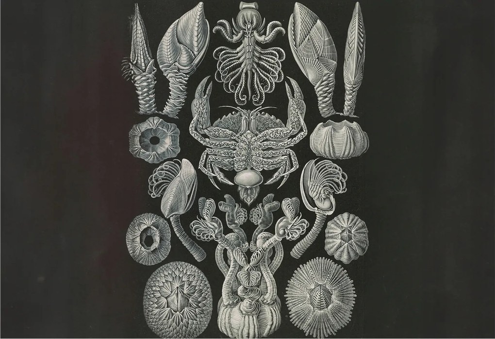 Stílusos Dekoratív Fotótapéta Flizelin Vízalatti formák 152x104 Ragasztó