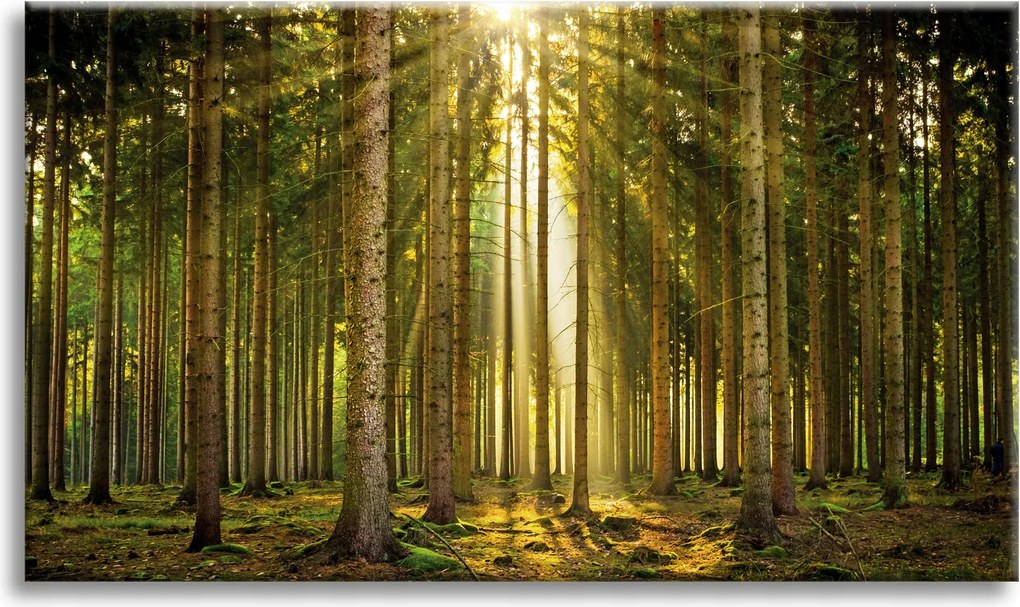 Vászonkép Erdő Fák Nap Természet Tavasz 90x60 cm