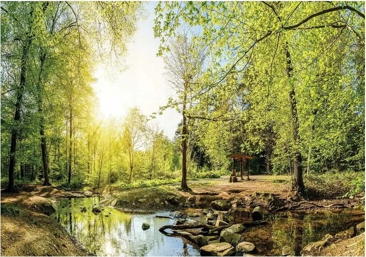 Fotótapéta Erdő Fák Táj Természet 3D 312x219