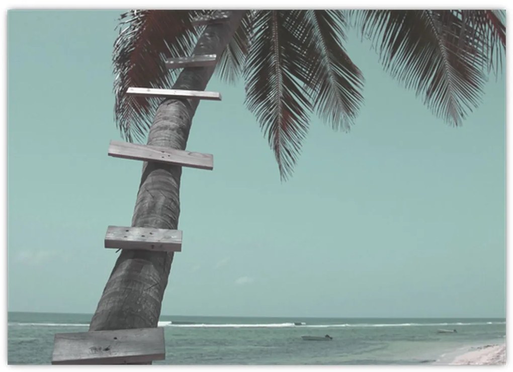 Kép - Palma a Karib-tengeren (70x50 cm)