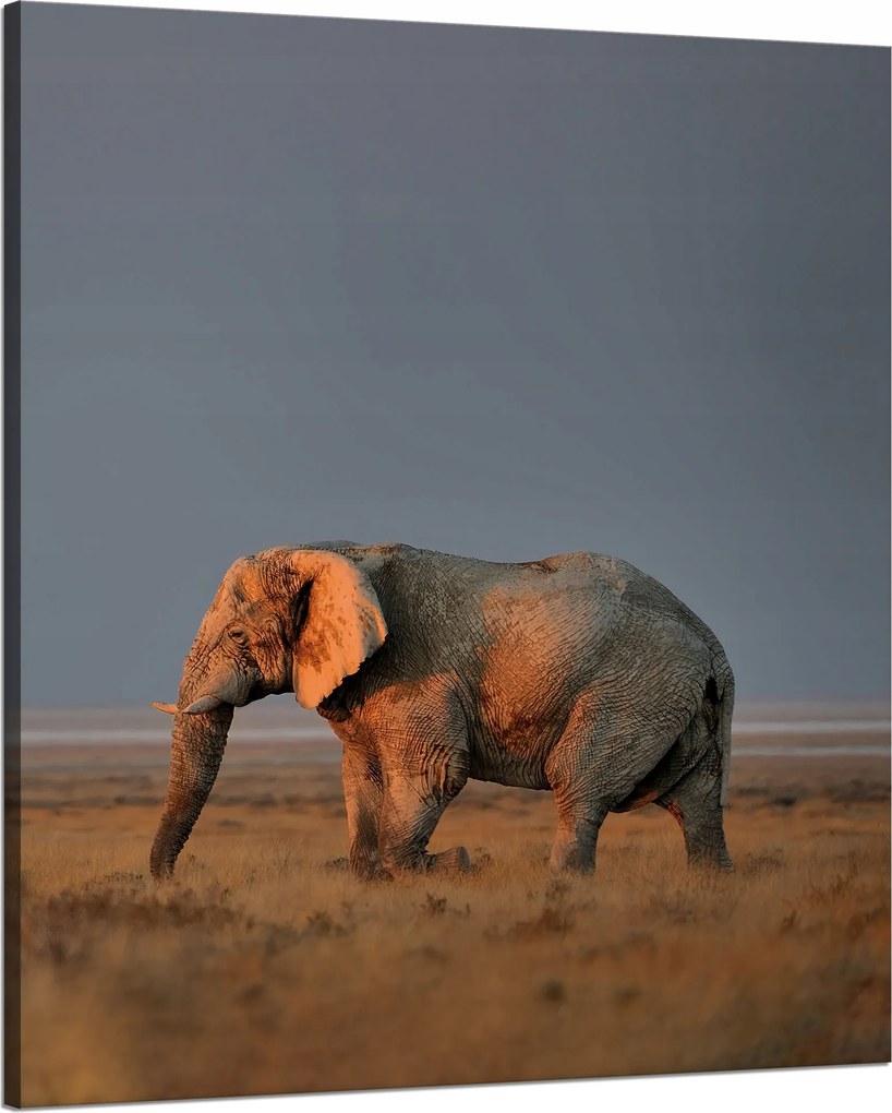 Vászonkép Elefánt szavanna Afrika Ég Fű 80x100 cm