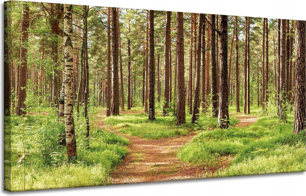 Vászonkép Ösvény az erdőben Fák Természet 120x60 cm