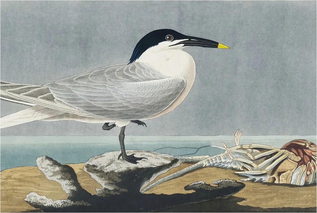 Fotótapéta Flizelin a nappali hálószobába Ornitológiai elegancia 104x70