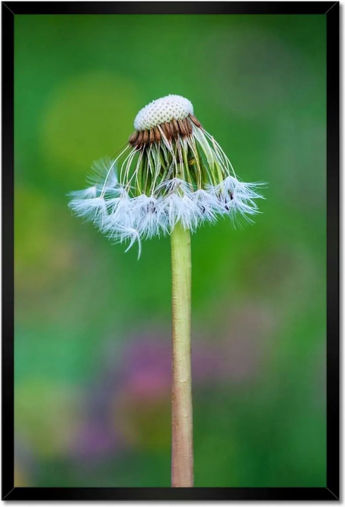 Poszterek keretben 40x60 Pitypang Virág Virágok