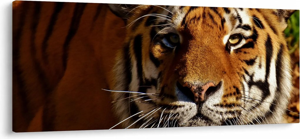 Tigris képe (120x50 cm)