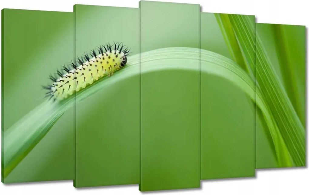 Vászonkép 100x60 Zöld hernyó