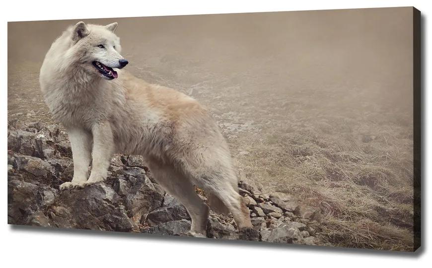 Vászonkép Fehér farkas a rock pl-oc-120x60-f-60381309