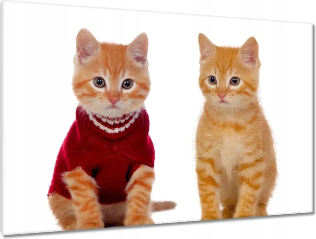 Képek 120x80 Cica Cicák