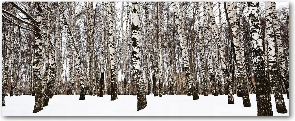 Modern üvegpanel a konyhába Nyírfa télen XXL