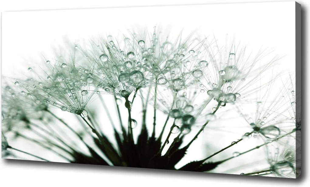 Vászonkép Pitypang magok 100x70 cm