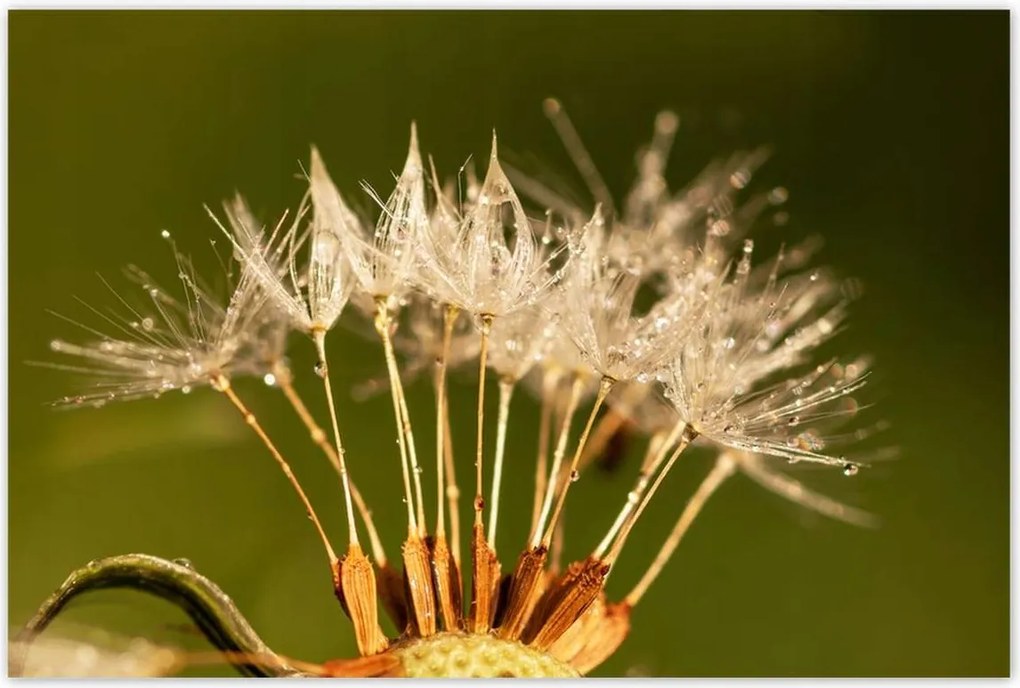 Poszterek 120x80 Pitypang pitypang