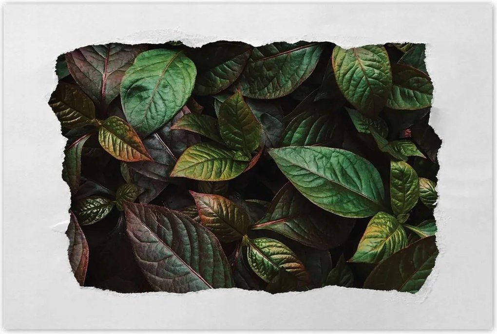 Poszterek 120x80 Trópusi levelek Levelek