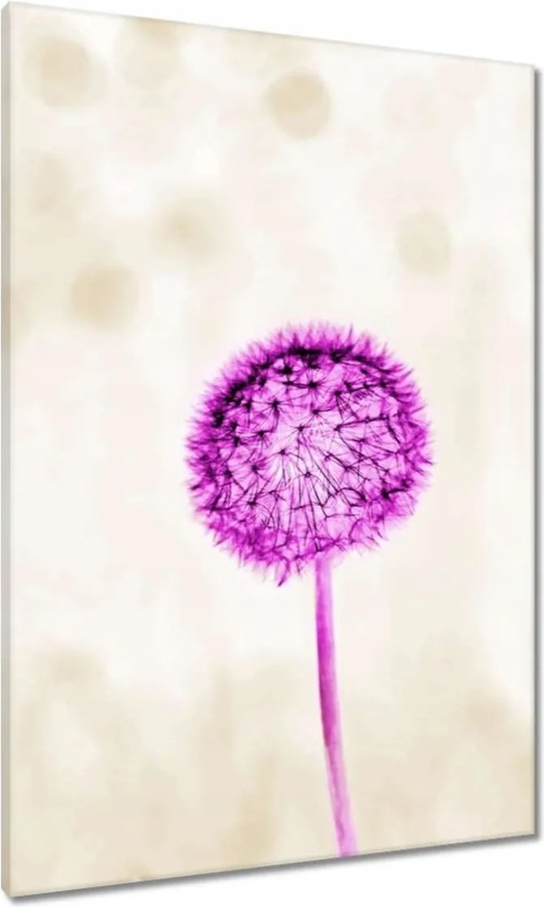 Vászonkép 70x100 Lila pitypang