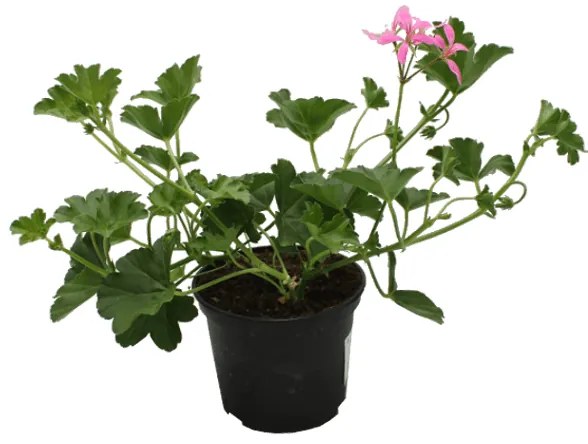 MUSKÁTLI FUTÓ TIROLI CS:12 CM LILA PELARGONIUM PELTATUM