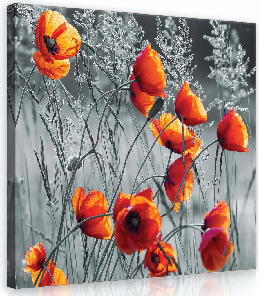 Vászonkép 40x40 Pipacsok piros narancssárga szürke virágok mező nyár természet nyugalom
