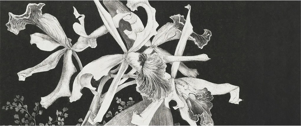 Dekoratív Fotótapéta Falikép Orchidea illusztráció 250x104 Ragasztó