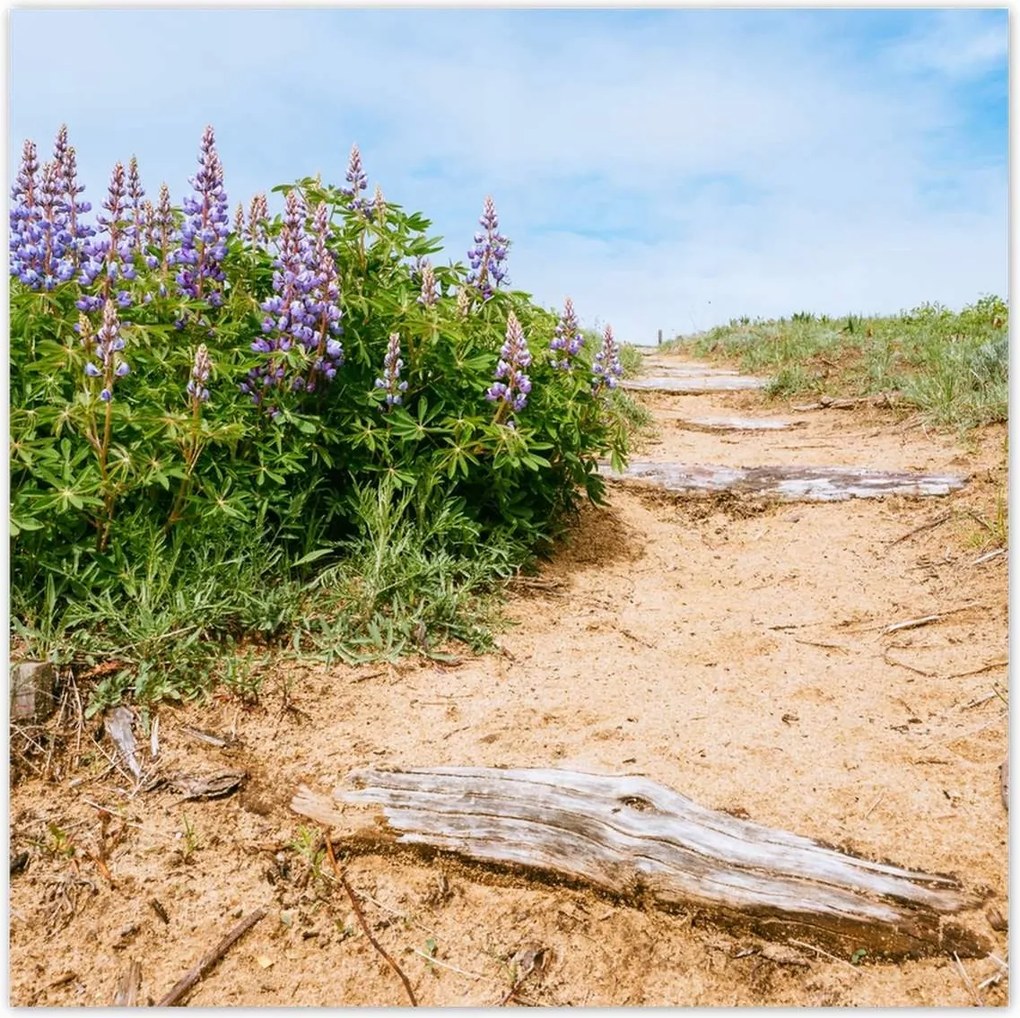 Poszterek 140x140 Lépcsők Virágok Rét