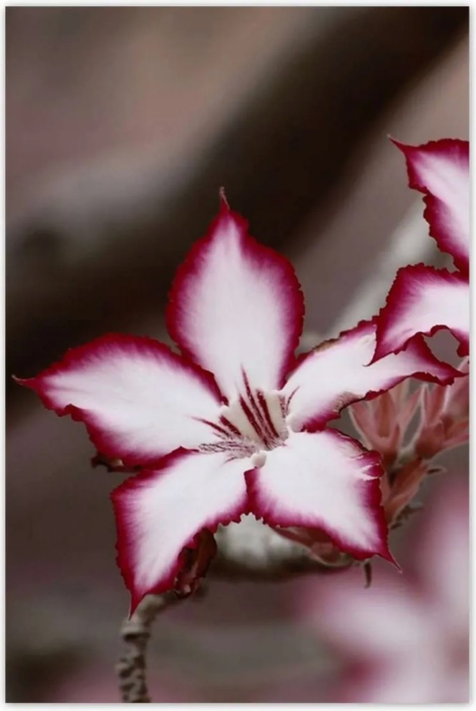 Poszterek 60x90 Nőnap Ajándék Love