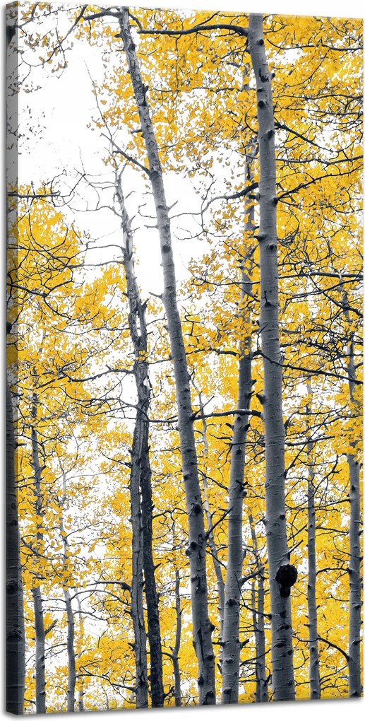 Vászonkép Nyírfák Sárga levelek Természet Tavasz 40x80 cm