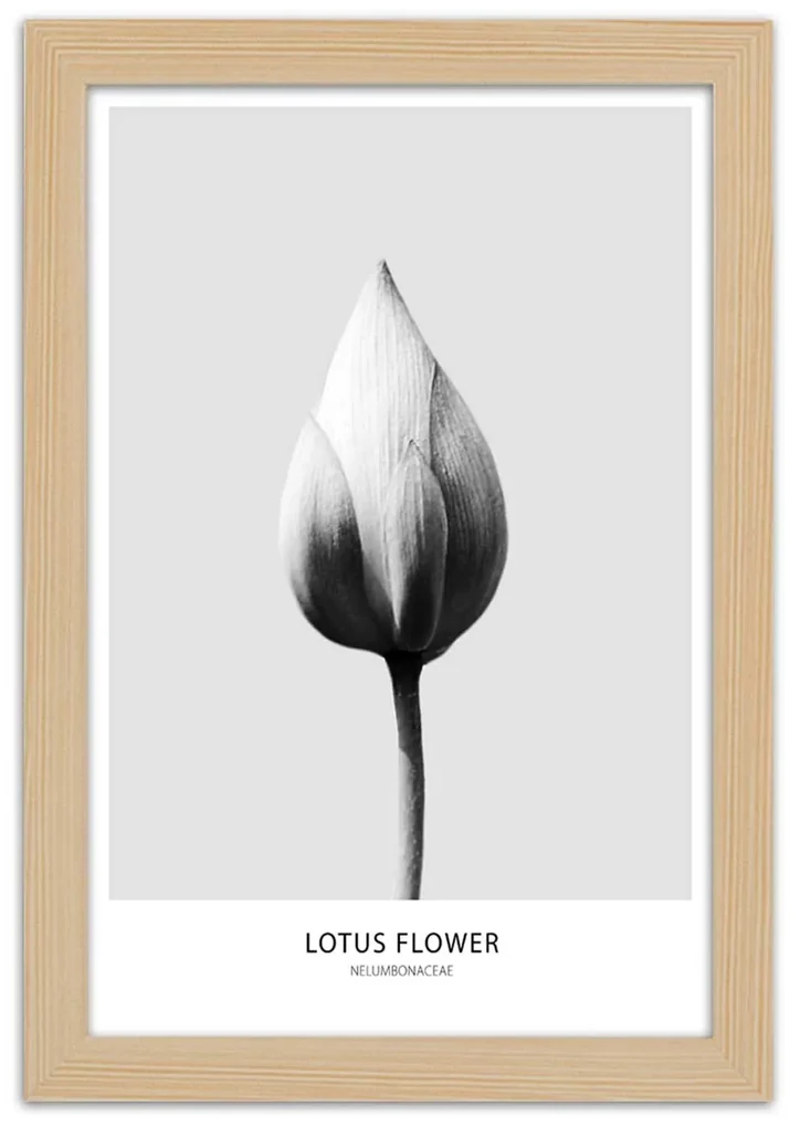 Lotuszbimbo