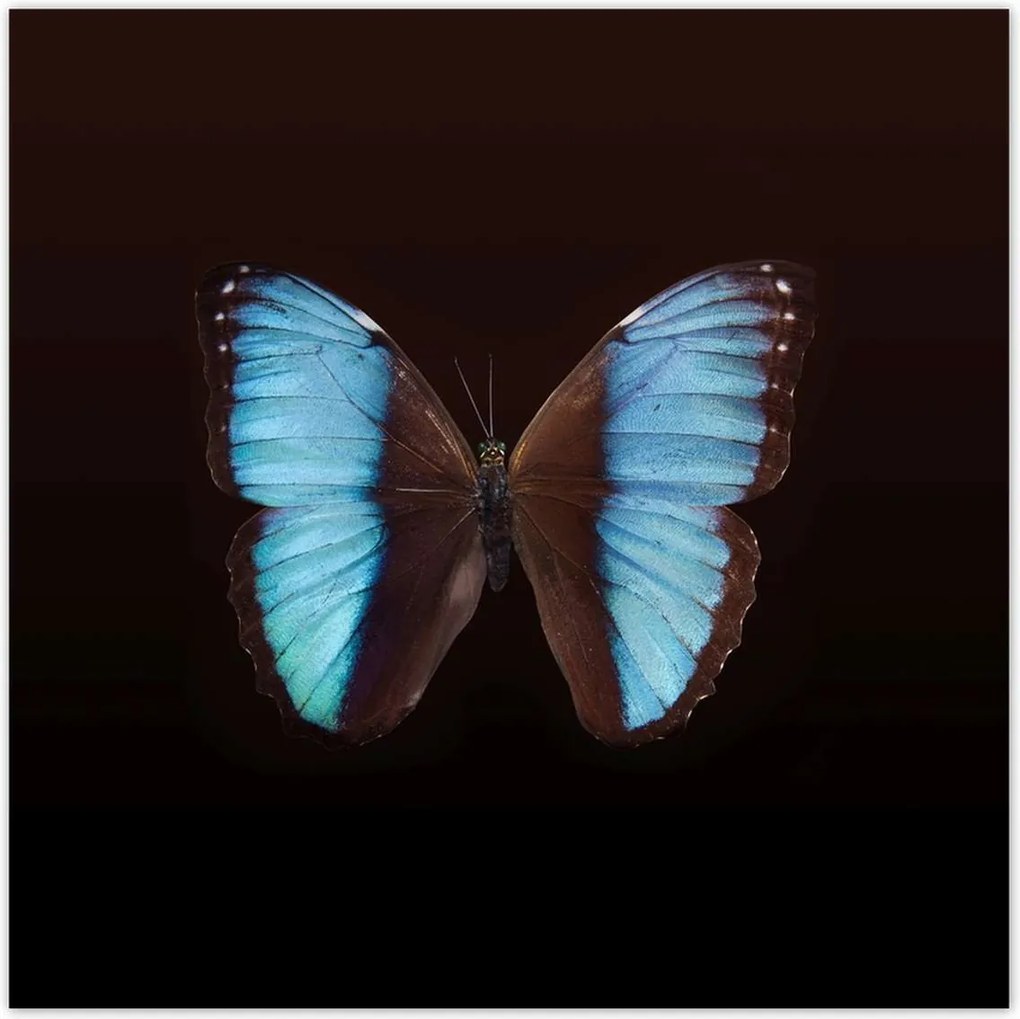 Poszterek 140x140 Kék pillangó