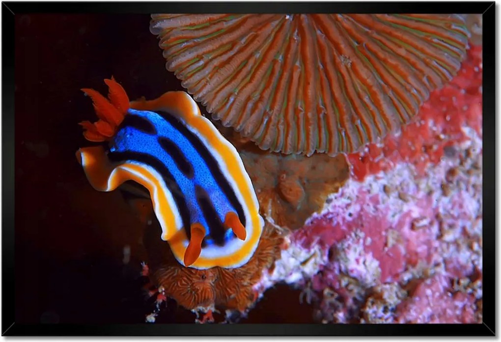 Poszterek keretben 60x40 Halak a vízi ökoszisztémában