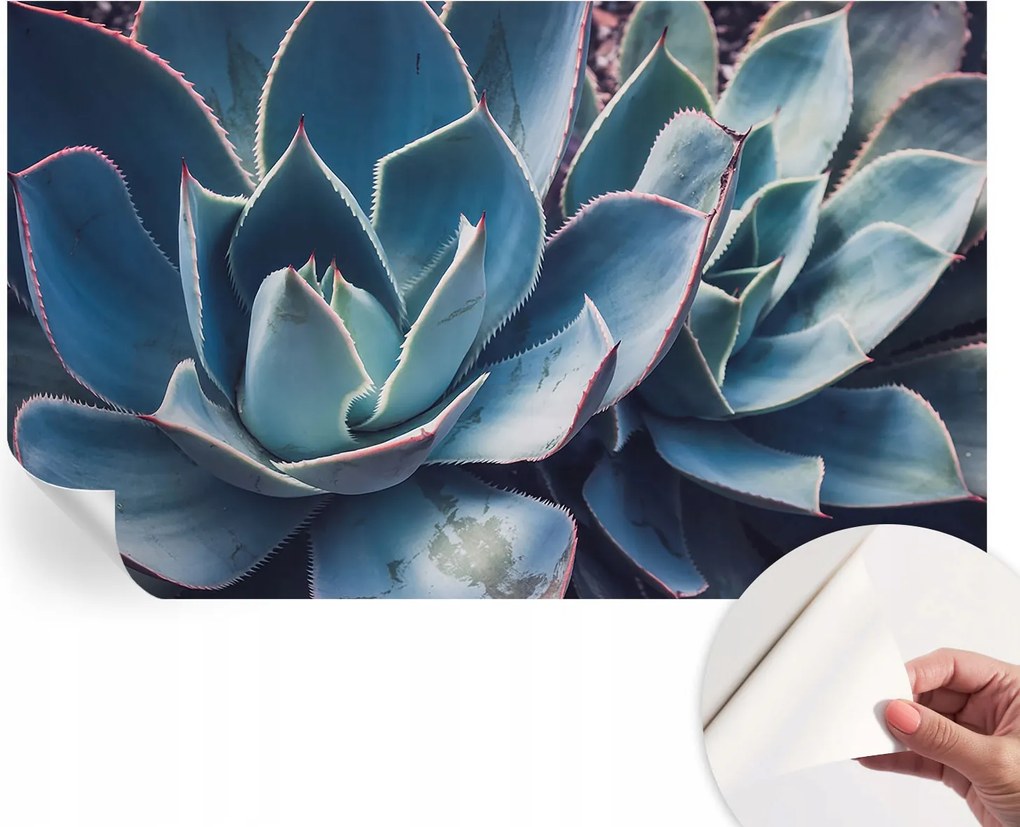 Öntapadós Dekoratív Fotótapéta Hálószobába Zöld aloe vera 416x254 cm