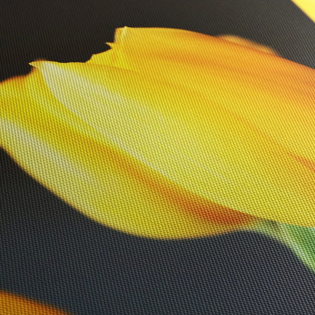 Tulipán képe (150x105 cm)