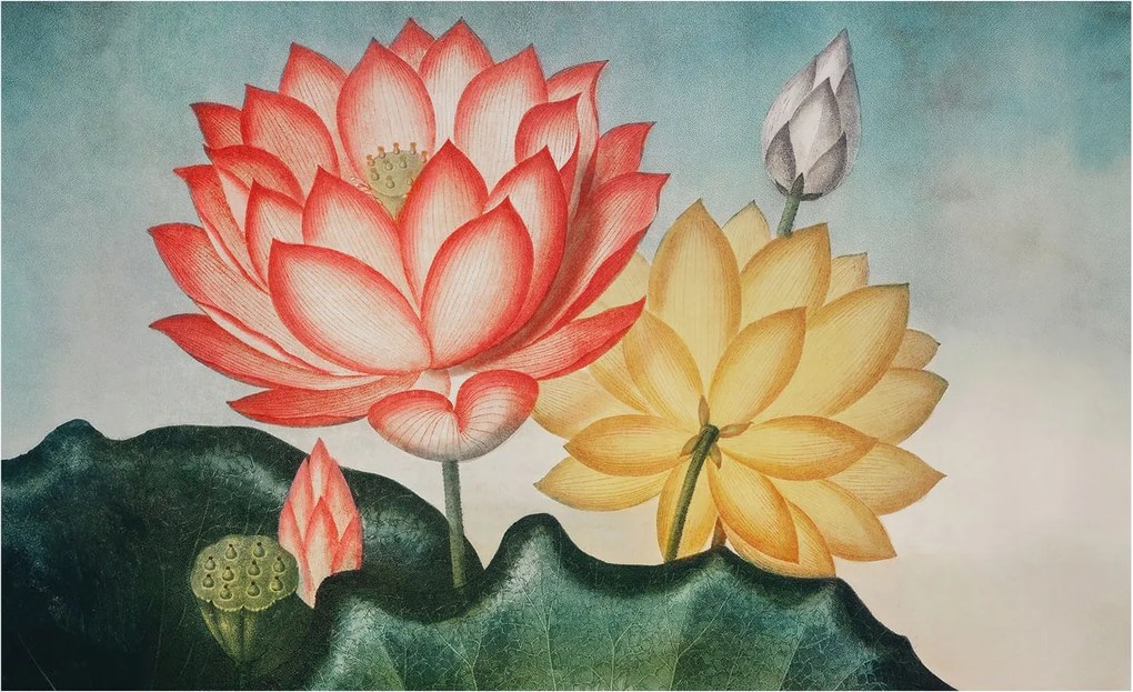 Dekoratív fotótapéta Falra Könnyű összeszerelés Lótusz virágok 416x254 Ragasztó