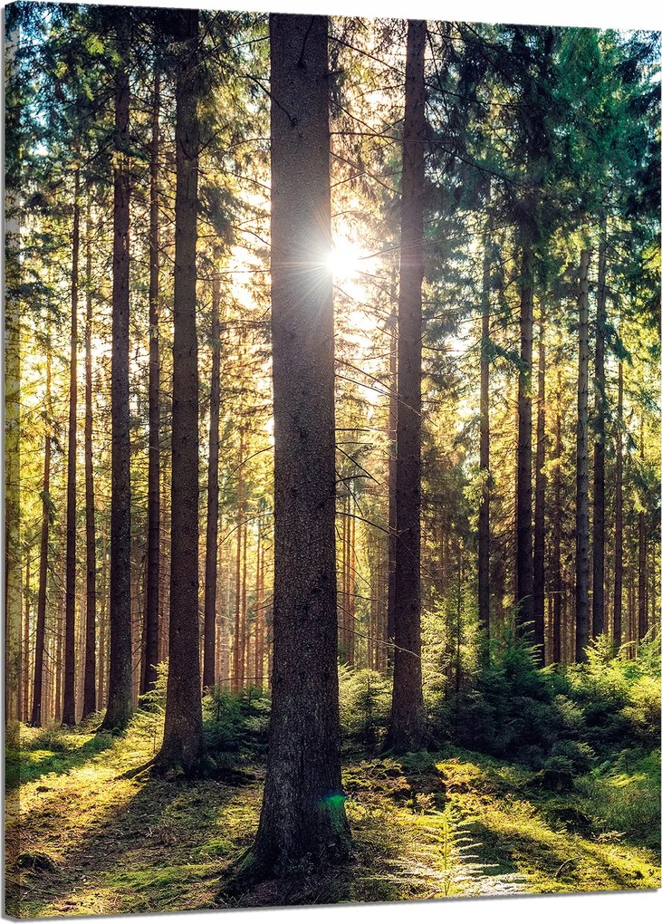 Vászonkép Erdő Nap Fák Tavasz Reggel 50x70 cm