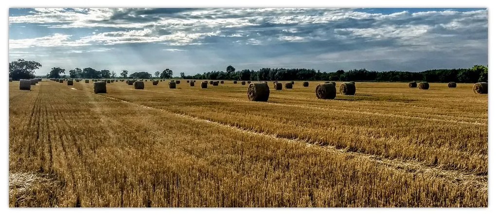 Betakarított gabona mező képe (120x50 cm)