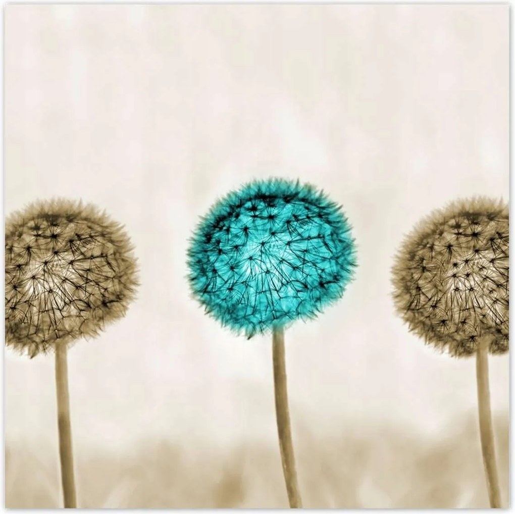 Poszterek 100x100 Wenge és kék