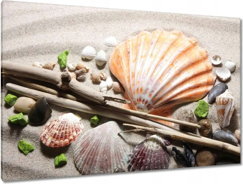 Képek 120x80 Kagylók a balti tengerpartról