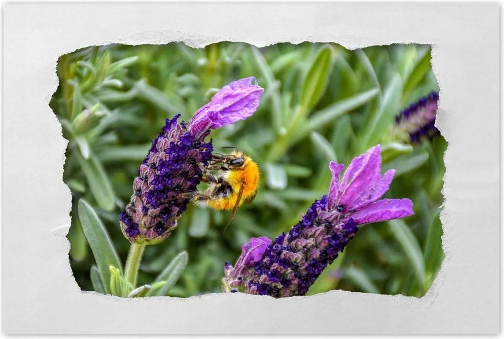 Poszterek 90x60 Levendula világ