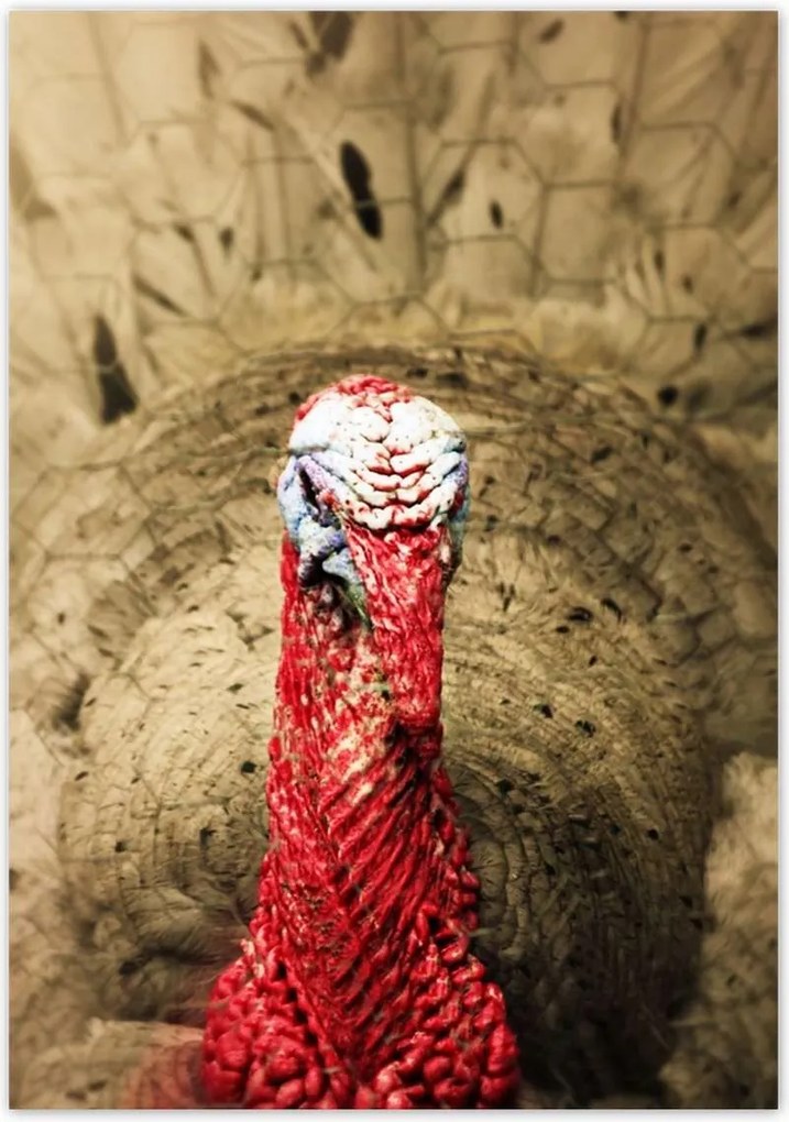 Poszterek 70x100 Pulyka ünnep Usa