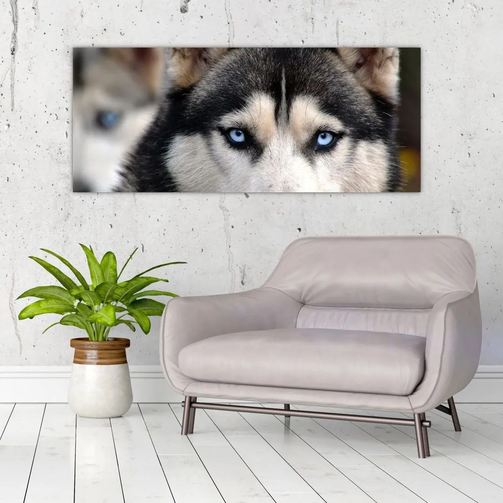 Husky kutya kép (120x50 cm)