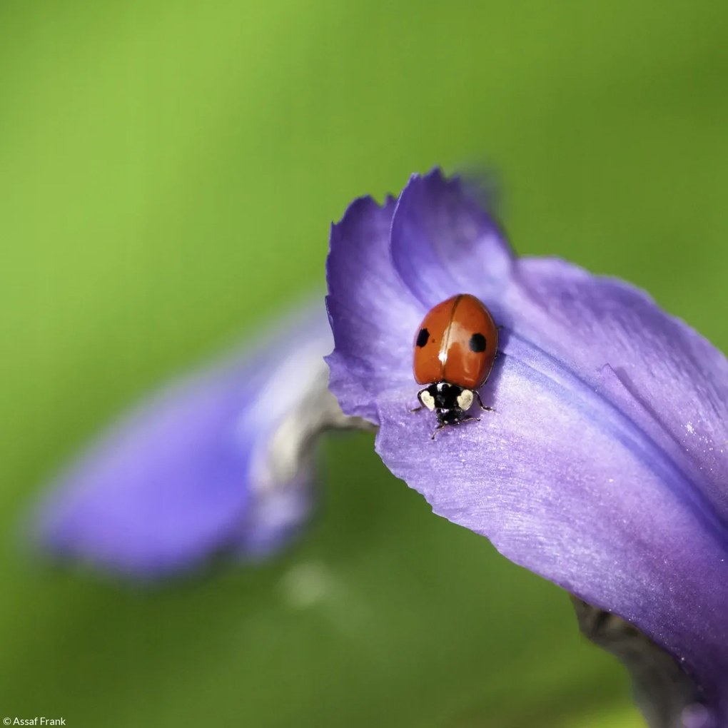 Poszter 20x20cm Katicabogár, Assaf Frank
