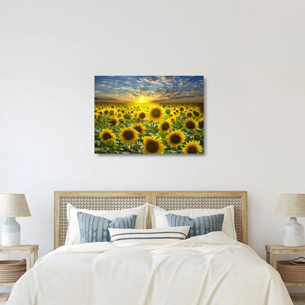 Üveg kép - Napraforgók naplementében (70x50 cm)
