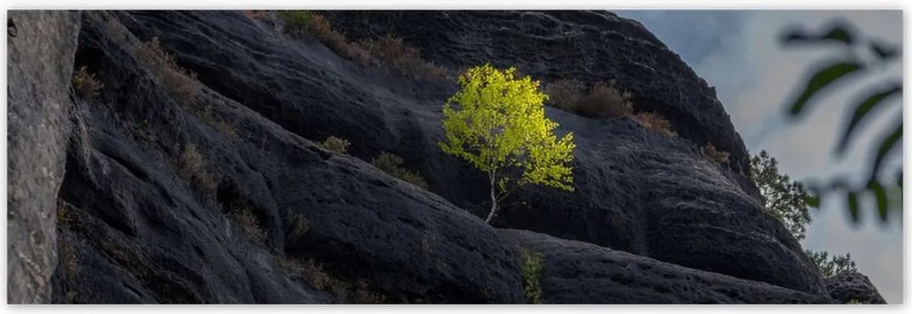 Poszterek 200x66 Fa Kilátás